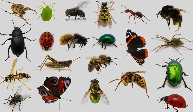Bhabhat Insect बालीमा लाग्ने सबै कीरा शत्रु होईनन् - halokhabar.com