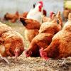 Halokhabar